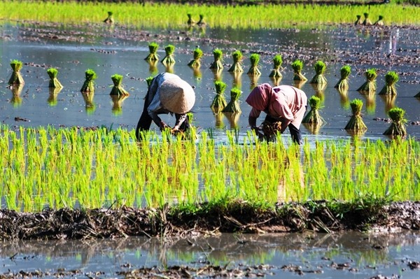 MEKONG DELTA