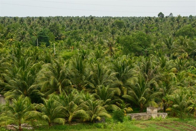 Coconut Plantation