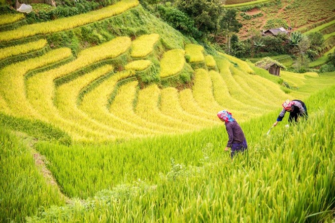 H'mong ethnic minority woman working in rice terrace 