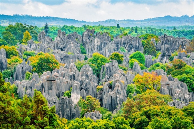 Stone Forest