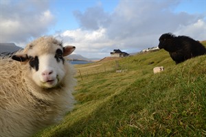 Faroese sheep - Faroe Islands