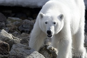 Arctic Cruises - Around Spitsbergen Cruise 1