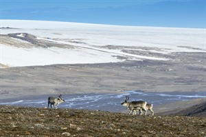 Arctic Cruises - Around Spitsbergen Cruise 5