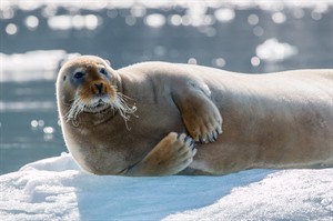 Arctic Cruises - Around Spitsbergen Cruise 6