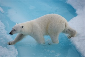 Arctic Cruises - Around Spitsbergen Cruise 8