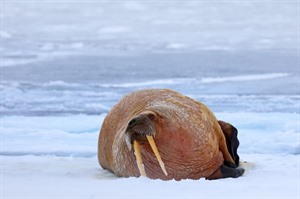 Arctic Cruises - North Spitsbergen Voyage 7