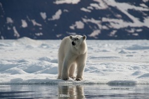 Arctic Cruises - Polar Bears & Pack Ice Cruise - M/V Hondius 1
