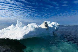 Arctic Cruises - Polar Bears & Pack Ice Cruise - M/V Hondius 2