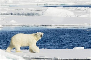 Arctic Cruises - Polar Bears & Pack Ice Cruise - M/V Hondius 3