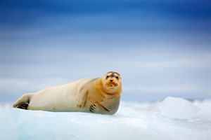 Arctic Cruises - Polar Bears & Pack Ice Cruise - M/V Hondius 4