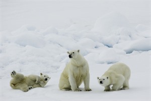Arctic Cruises - Polar Bears & Pack Ice Cruise - M/V Plancius 4