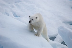 Polar Bear