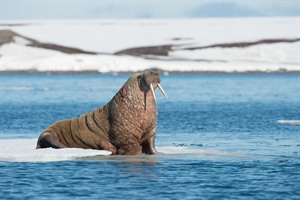 Arctic Cruises - Svalbard, East Greenland & Iceland 6