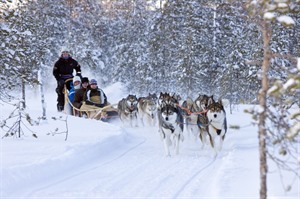 Husky safari - Lapland