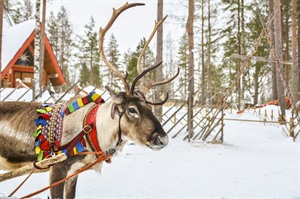 Reindeer farm