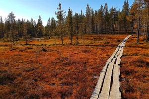 Autumnal colours - Lapland