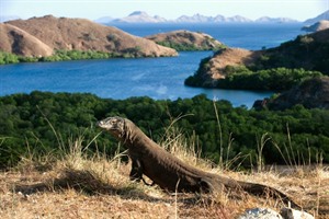 Komodo Dragon