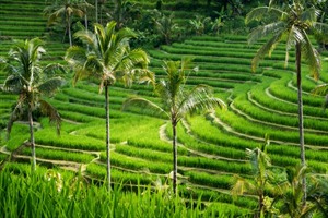 Jatiluwih Rice Terraces, Bali