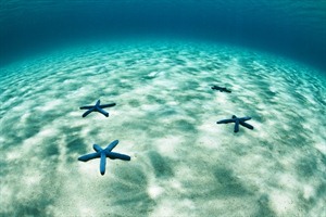 Star fish, Komodo National Park