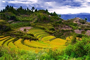 Rice terraces, Sumatra