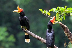 Rhinoceros Hornbills, Sumatra