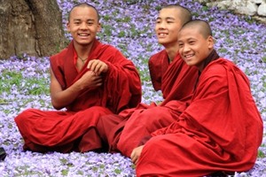 Monks amid Jacaranda blossom, Punakha, Bhutan