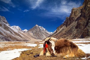 Bhutan: Mount Jomolhari Trek 4