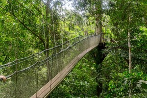Borneo Adventure to Hike the Pinnacles 4