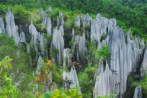 The Pinnacles, Mulu National Park