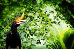 Hornbill on the Kinabatangan River