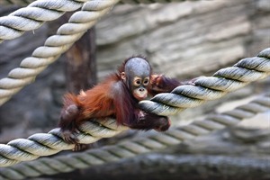 Baby Orangutan at Sepilok
