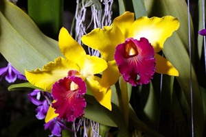 Orchid in Kinabalu Park