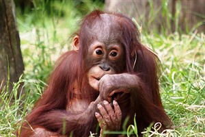 Juvenile orangutan in Sepilok