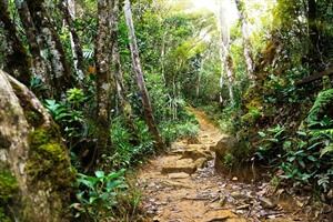 Kinabalu Park trail