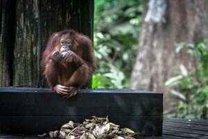 Sepilok orangutan at feeding time