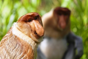 Proboscis monkey