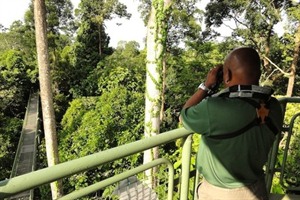 Canopy walkway at RDC