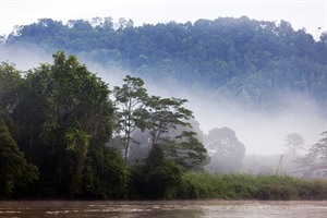 Early morning on the Kinabatangan River