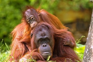 Orangutans at Sepilok Rehabilitation Centre