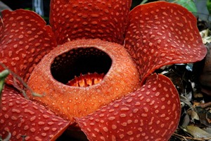 Rafflesia in Kinabalu Park