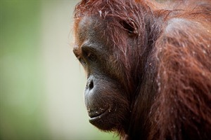 Orangutan at Sepilok Rehabilitation Centre