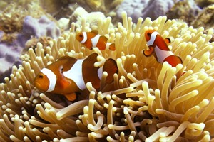 Clown Fish from Gaya Island