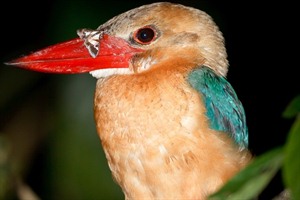 Kingfisher on the Kinabatangan River