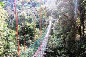 Canopy walkway in Danum Valley