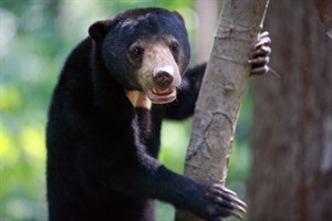 Sun Bear