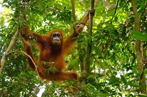 Borneo Wildlife & Beach Holiday 2
