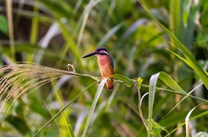 Borneo Wildlife & Beach Holiday 6