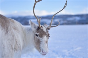 Bristol to Tromsø Winter Escape 2