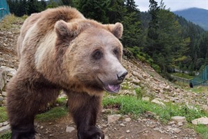 Bear Sanctuary in Zarnesti