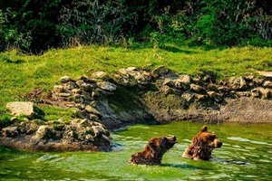 Bear Sanctuary in Zarnesti